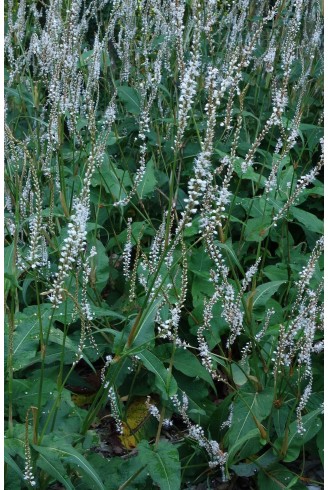 Persicaria amplexicaulis...