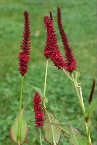 Persicaria amplexicaulis...