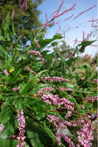 Persicaria amplexicaulis...