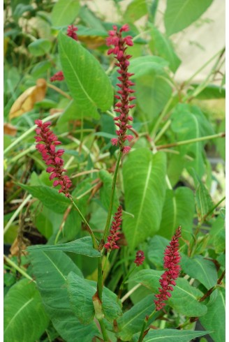 Persicaria amplexicaulis...