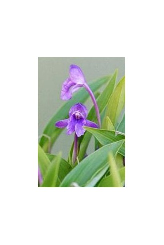 Roscoea alpina