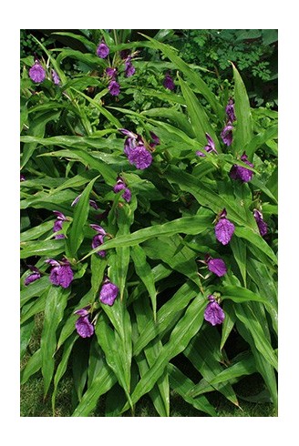 Roscoea auriculata