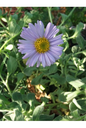 Aster spathulifolius