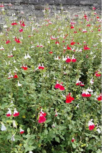 Salvia x jamensis 'Hot Lips'