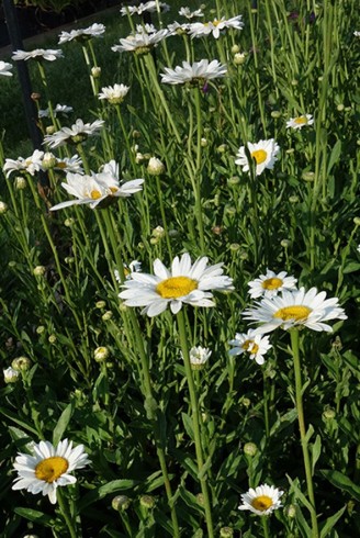 Leucanthemum x superbum...