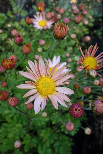 Chrysanthemum 'Sheffield'