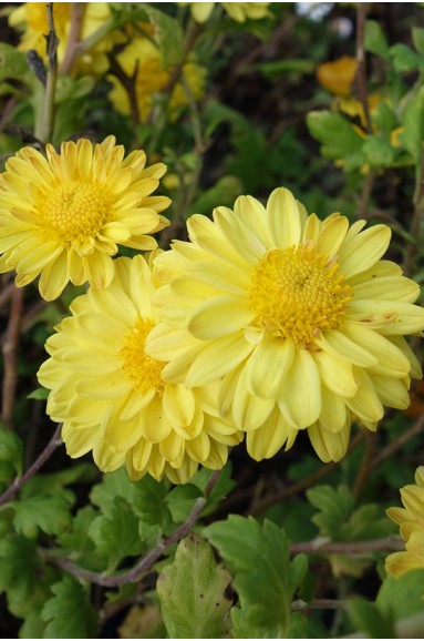 Chrysanthemum 'Goldmarianne'
