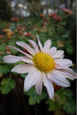 Chrysanthemum 'Nancy Perry'