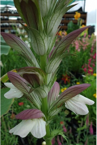 Collection d'Acanthes