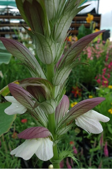 Collection d'Acanthes