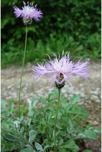 Centaurea bella