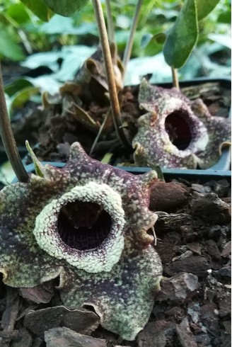 Asarum splendens