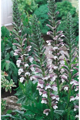 Acanthus mollis