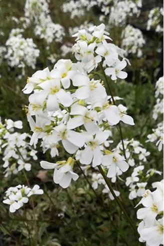 Arabis ferdinandi coburgii...