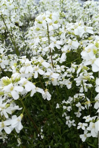 Arabis x suendermannii