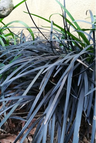 Ophiopogon planiscapus...