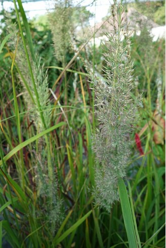 Calamagrostis brachytrica