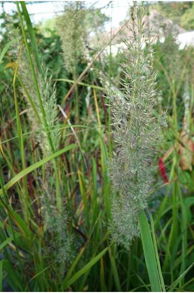 Calamagrostis brachytrica