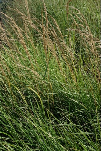 Calamagrostis x acutiflora...