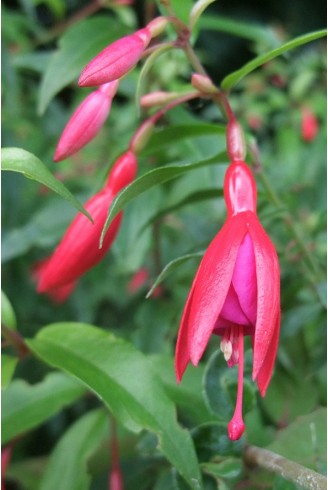 Fuchsia 'Bernisser Hardy'