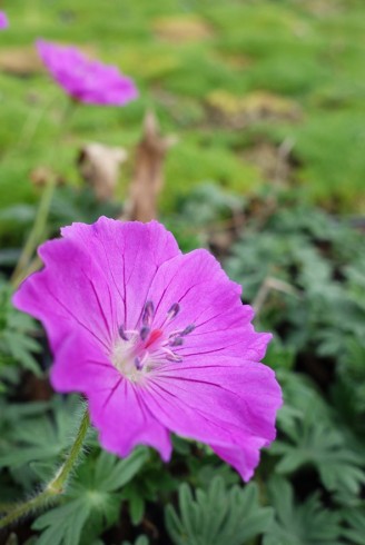 Geranium sanguineum 'Nanum'