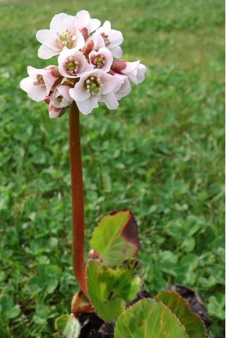 Bergenia stracheyi (afghanica)