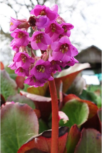 Bergenia 'Ballawley'