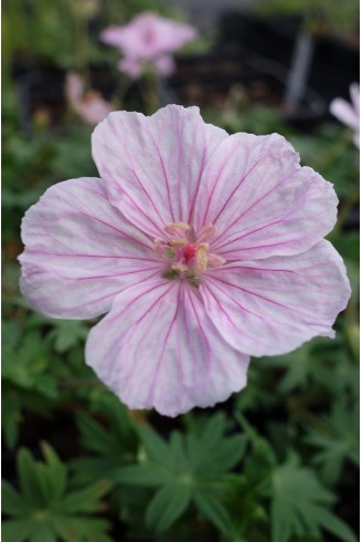 Geranium sanguineum var....