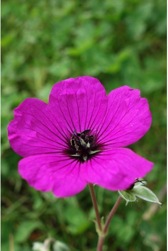 Geranium subcaulescens...