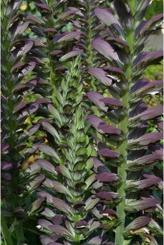 Acanthus mollis free-flowering