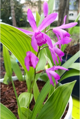 Bletilla striata 'Albostriata'