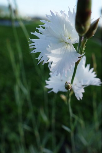 Dianthus tristis