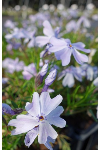 Phlox subulata 'Emerald...