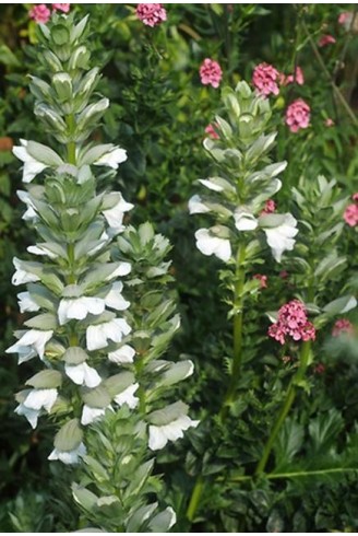 Acanthus mollis Latifolius...