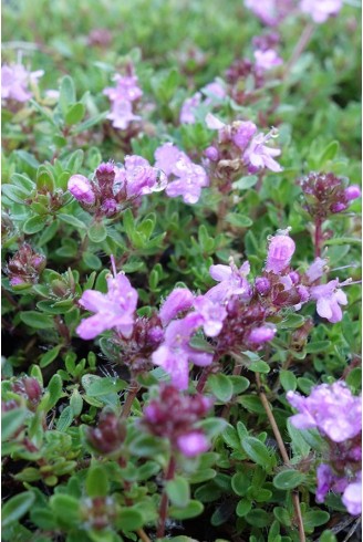 Thymus serpyllum 'Coccineus'