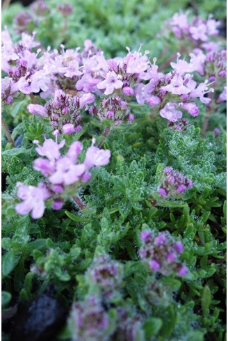 Thymus doerfleri