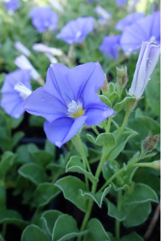 Convolvulus sabatius