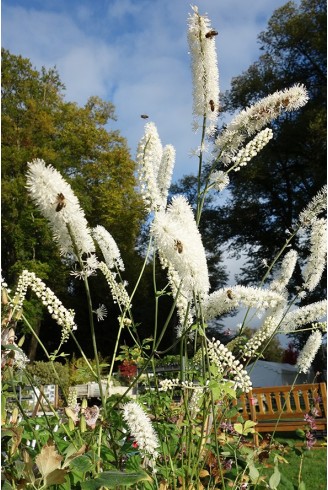 Actaea matsumurae 'White...