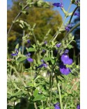 Salvia chamaedryoïdes