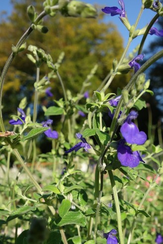 Salvia chamaedryoïdes