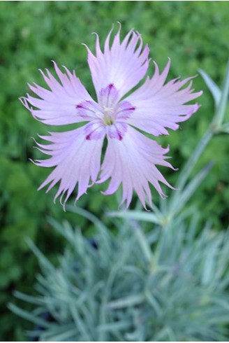 Dianthus gratianopolitanus...