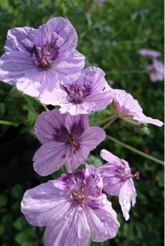 Erodium 'Spanish Eyes'