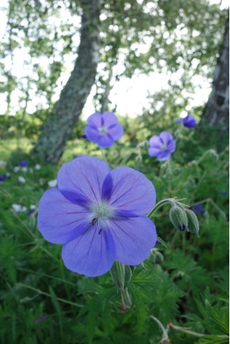 Geranium transbaicalicum