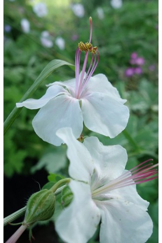 Geranium x cantabrigiense...