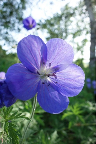 Geranium 'Brookside'