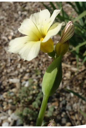 Sisyrinchium striatum