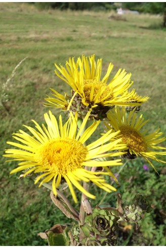 Inula royleana