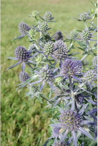 Eryngium planum 'Blue Hobbit'