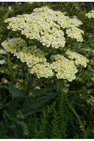 Achillea filipendulina 'Hymne'