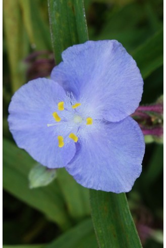 Tradescantia x andersoniana...